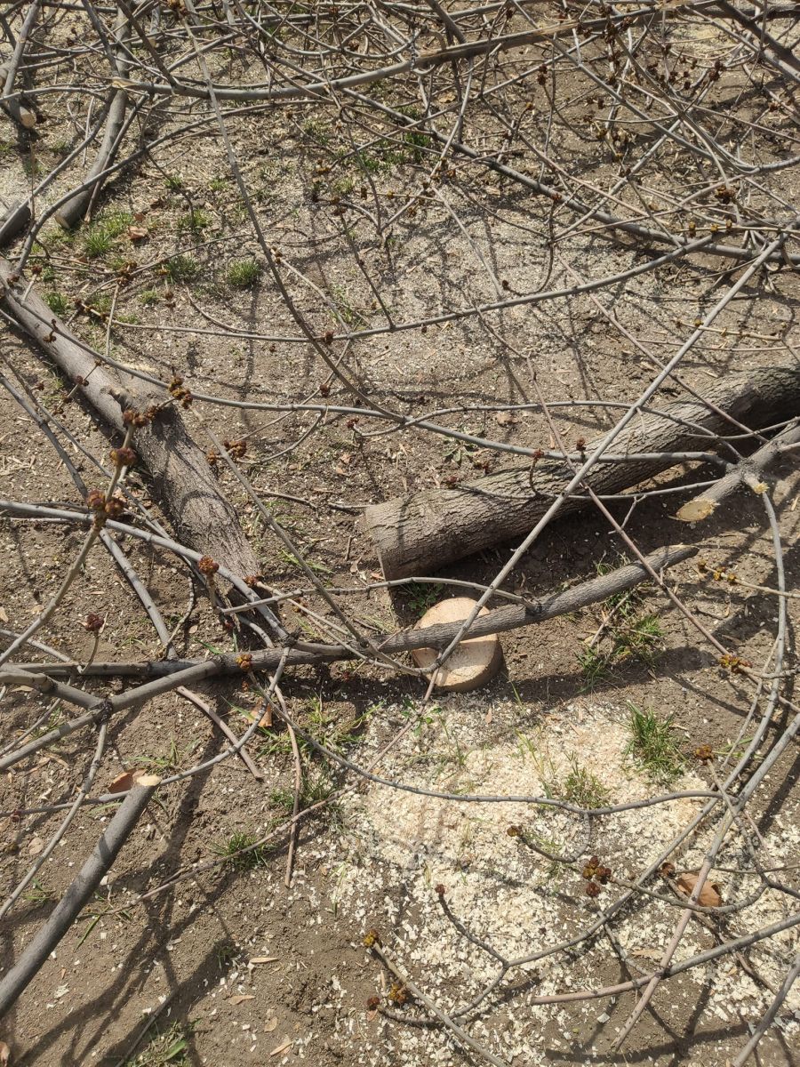 Ini bukan hanya masalah profesional dan memiliki komponen publik. Arsen Gasparyan – Panorama Ini bukan hanya masalah profesional dan memiliki komponen publik. Arsen Gasparyan – Panorama